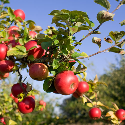 September brings u-pick and pre-picked apples in our orchards!
