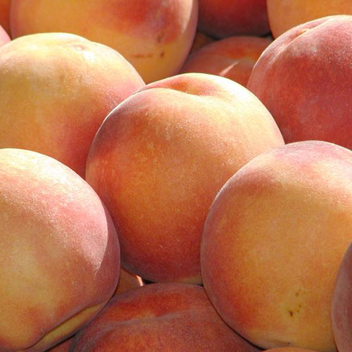 Browse our market for farm fresh peaches!