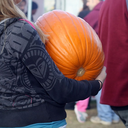 Pumpkin season at Union Orchards begins in October!