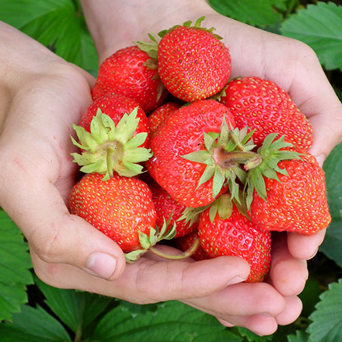 Join us for delicous pre-picked and u-pick strawberries on the farm!