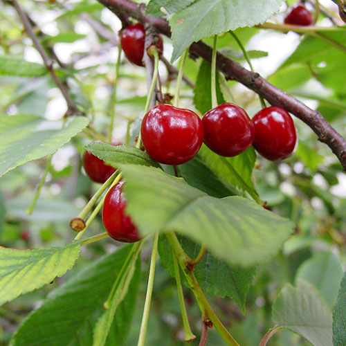 Join us for our annual cherry season featuring our cherry wine.